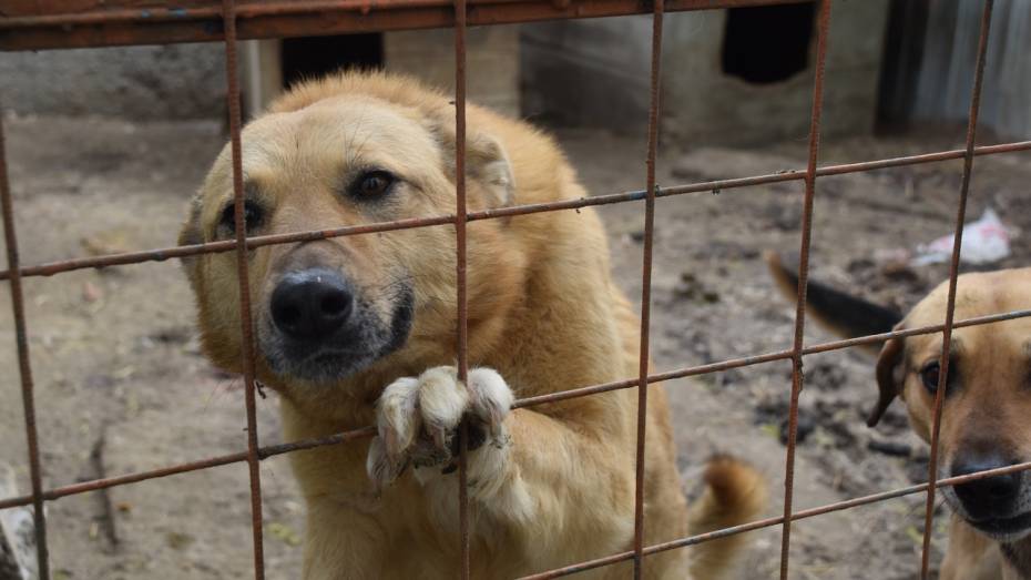 Кантемировцам предложили помочь россошанскому приюту для собак