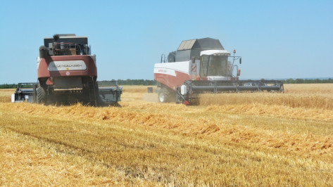 Калачеевские хлеборобы собрали 93 тыс т зерна