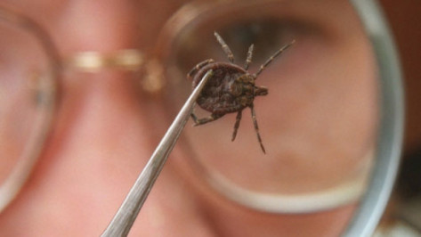 В этом году клещи и комары кусали воронежцев реже, чем в прошлом