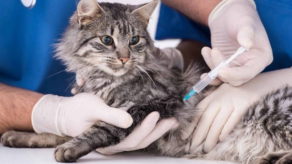 Домашних кошек и собак массово вакцинируют от бешенства в Россошанском районе