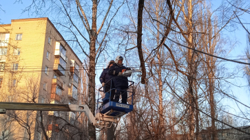 Сильный ветер сломал в Воронеже 14 деревьев