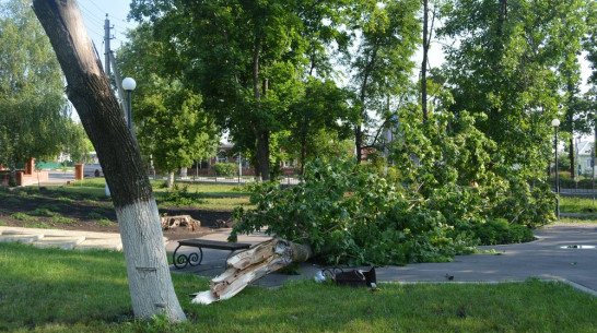 В Нижнедевицке ночной ураган поломал деревья и оборвал провода 