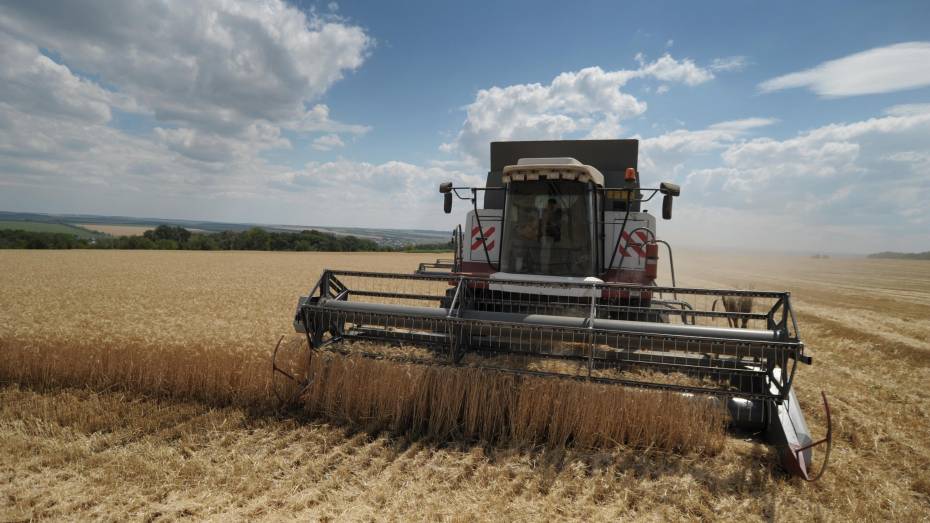 В Воронежской области обмолочено уже более 43 тыс га зерновых культур