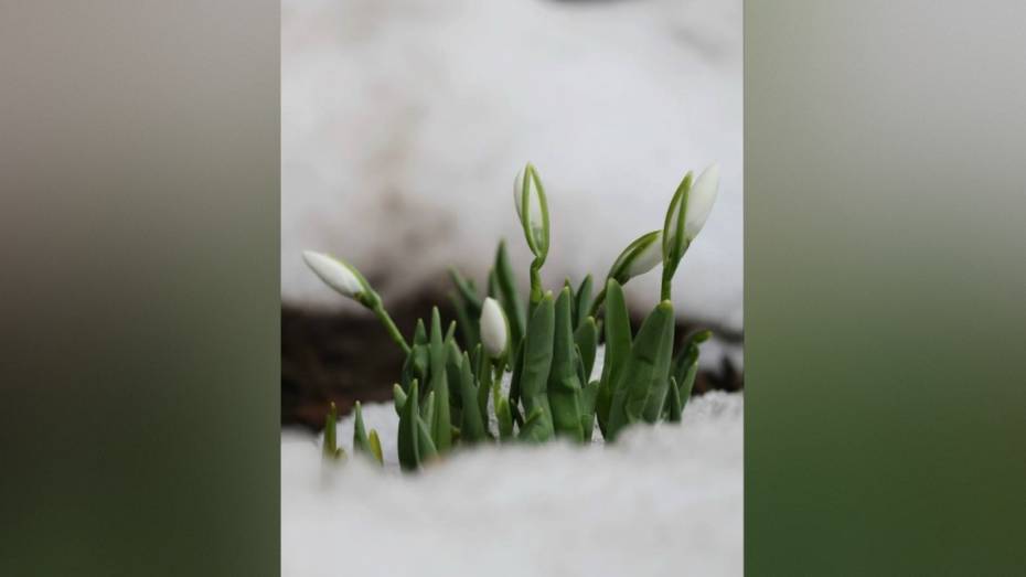 Воронежцы поделились фото первых подснежников