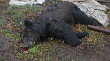 Владелец зоопарка под Воронежем попал под следствие после нападения медведя на инвалида