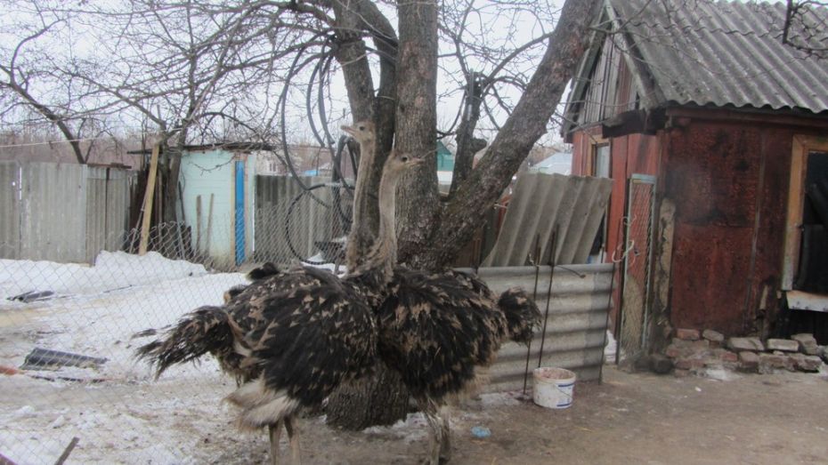 Жительница каширского поселка получила в подарок двух страусят