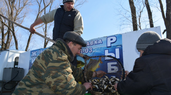 В центре Нижнедевицка рыболовы запустили в пруд 1 т малька