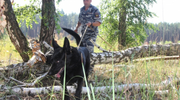 В Воронежской области заблудившийся 79-летний пенсионер провел в лесу три дня