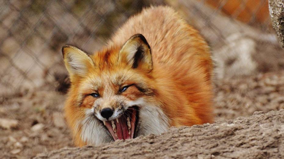 Воронежское село признали неблагополучным по бешенству из-за дикой лисы
