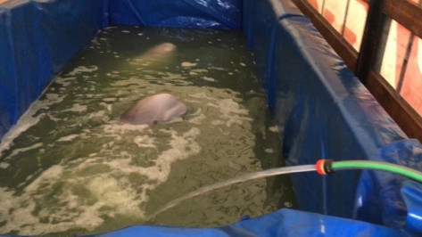 Прокуратура проверила условия содержания белух в передвижном дельфинарии в Воронеже