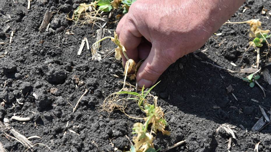 Гибель урожая в Воронежской области в результате майских заморозков признана ЧС федерального характера