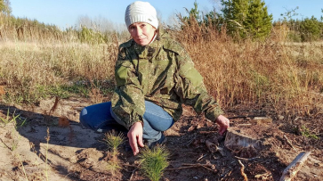 На окраине лискинского села Копанище после 7-летней санитарной рубки восстановят лес
