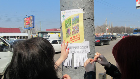 Воронежцев просят не срывать первые весенние цветы