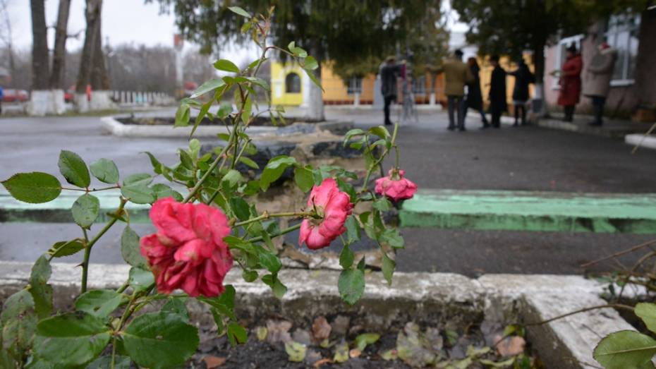 В Острогожском районе зимой расцвели розы