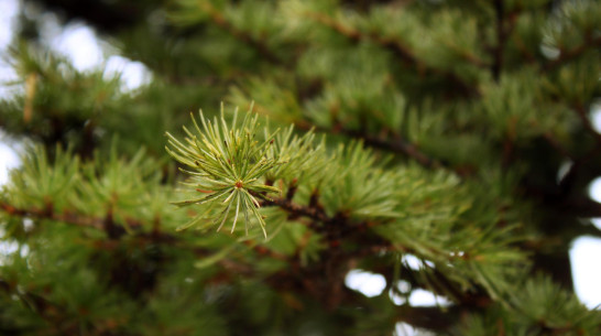 Карта для воронежцев. Куда сдать новогоднюю елку на переработку