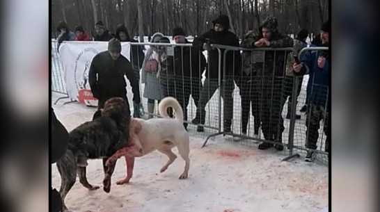 Соцсети: собачьи бои прошли под Воронежем