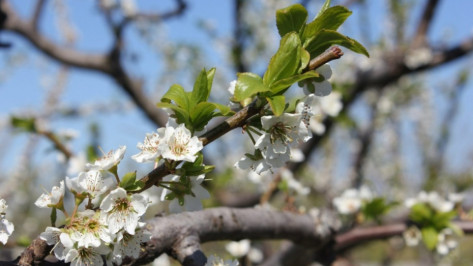 Среднемесячная температура в мае в Воронеже превысит норму