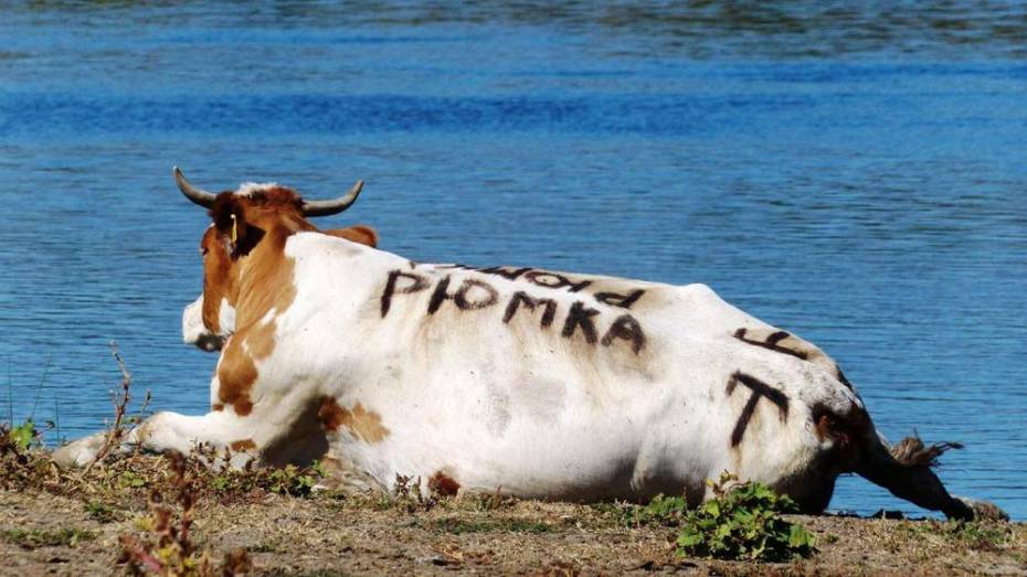 Доярки россошанского сельхозпредприятия «подписали» своих коров