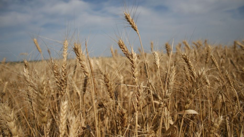 Уборка ранних зерновых культур вышла на завершающую стадию в Воронежской области