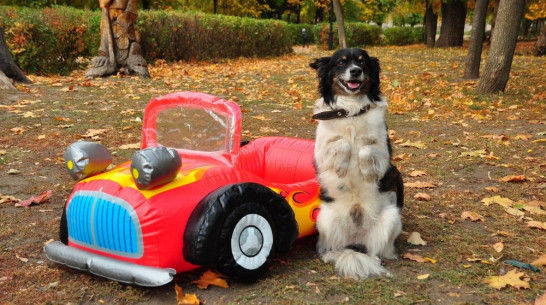 В Воронеже дрессированная дворняга соберет пожертвования для бездомных собак 