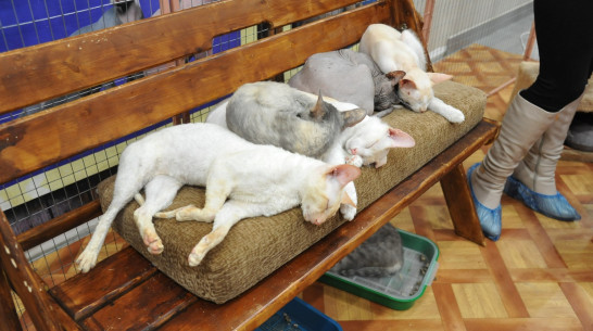 Бывшая работница «Федерации кошек» – о передвижной выставке в Воронеже: «У меня болит душа»