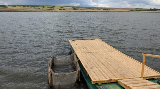 Власти Воронежской области расстались с акциями «Рыбопитомника» за 15,6 млн рублей