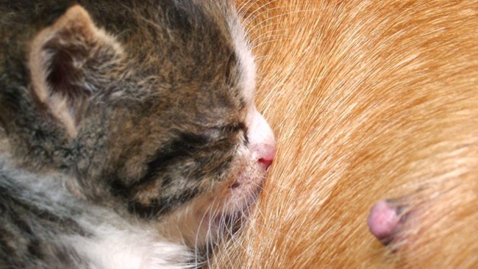 В Нижнедевицком районе пациентка ЦРБ у всех на глазах разорвала котенка