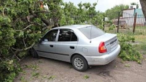 В Воронеже дерево рухнуло на автомобиль