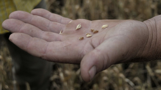 Нехватка техники и кадров. Что мешает Воронежской области развить элитное семеноводство