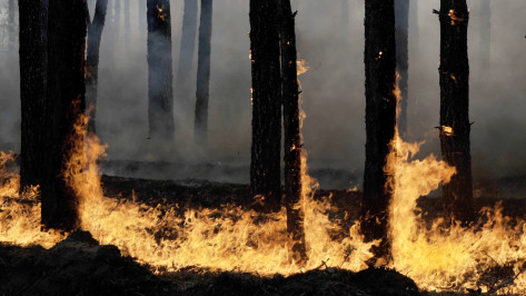 Пожары в Воронежской области достигли Хоперского заповедника
