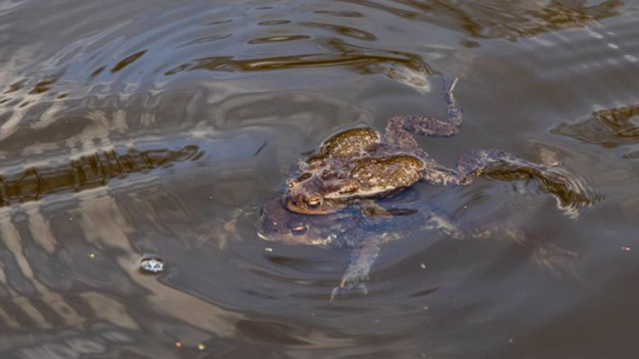 В Воронежском заповеднике показали, как жаба перевозит самца до места размножения