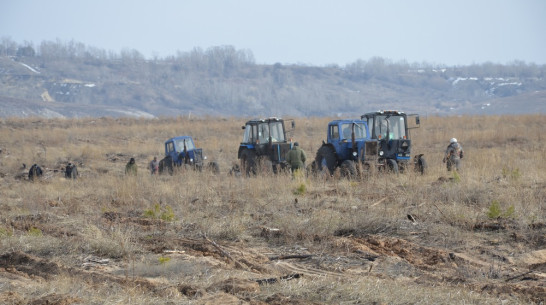 В Верхнемамонском районе началось восстановление леса на месте горельников