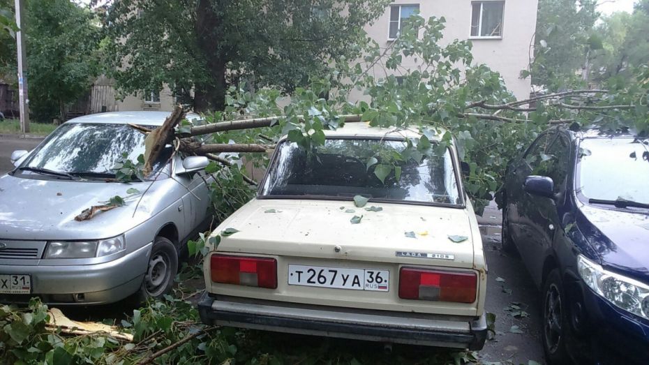 В Воронеже на улице Богдана Хмельницкого дерево упало на 3 машины