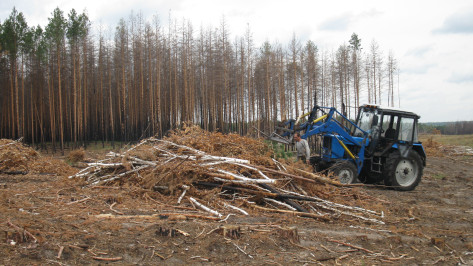 230 гектаров сгоревшего леса в Воронежской области расчистят организации, пользующиеся лесфондом