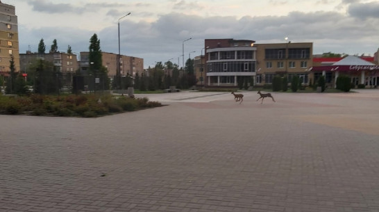 Ранним утром на площади в центре Павловска местный житель заметил косуль