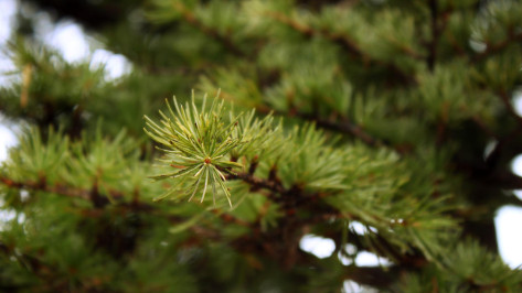 Карта для воронежцев. Куда сдать новогоднюю елку на переработку