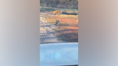 Знакомство кота и лисы сняли на видео в Воронеже