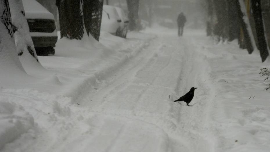 Житель Воронежской области погиб в сугробе