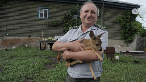 Начальник охраны заповедника в Воронежской области приютил олененка-сироту