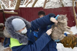 В Грибановке ветеринары привили от бешенства 25 бездомных кошек на теплотрассе