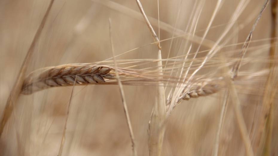 В Новоусманском районе урожай пшеницы превысил прогнозируемый 