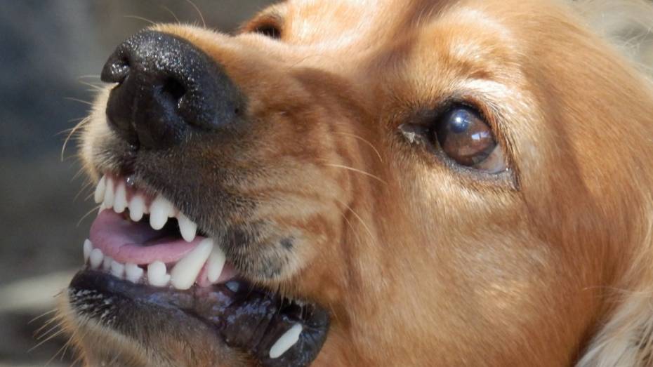 В Воронежской области мужчина выплатит 220 тыс рублей за нападение собаки на ребенка