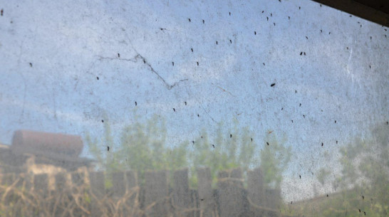 Орнитолог: «Нашествие комаров в Воронежской области связано с массовой гибелью птиц»