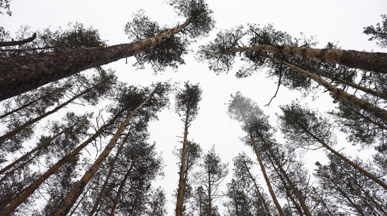 В Воронежской области 66-летний пенсионер ушел в лес за грибами и погиб