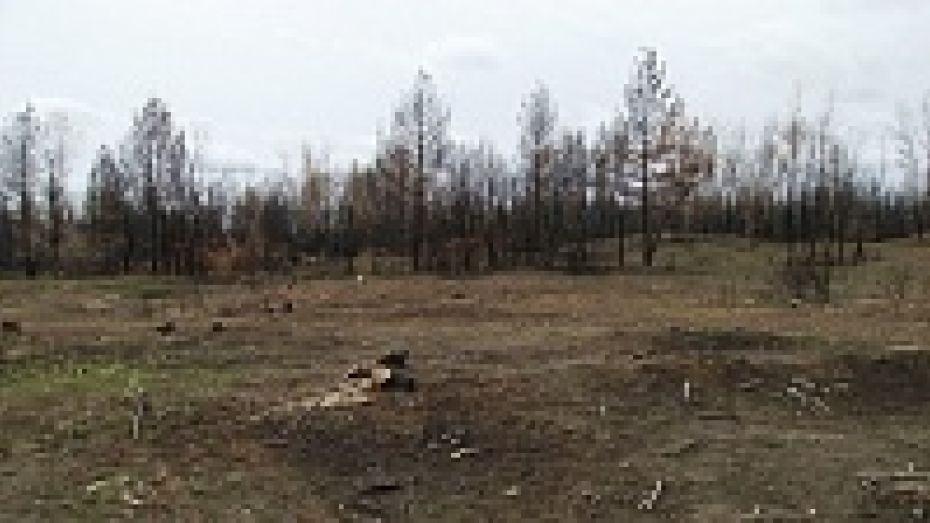 В Воронежской области расчистят 350 гектаров лесных горельников 