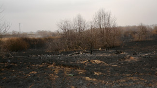 В Россошанском районе выгорело около 5 га молодых сосен