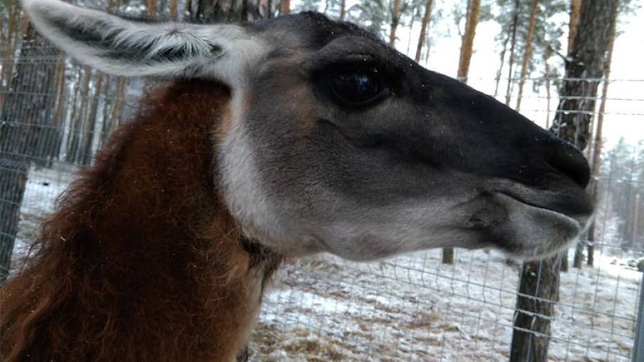 Воронежскому зоопарку подарили самца гуанако