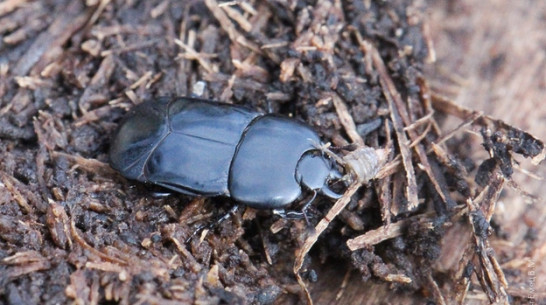 В Воронежском заповеднике появились плоские жуки 