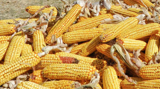 Жительница Воронежа украла с поля 200 кг кукурузы