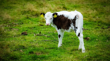 В Воронежской области выявили бешенство у теленка